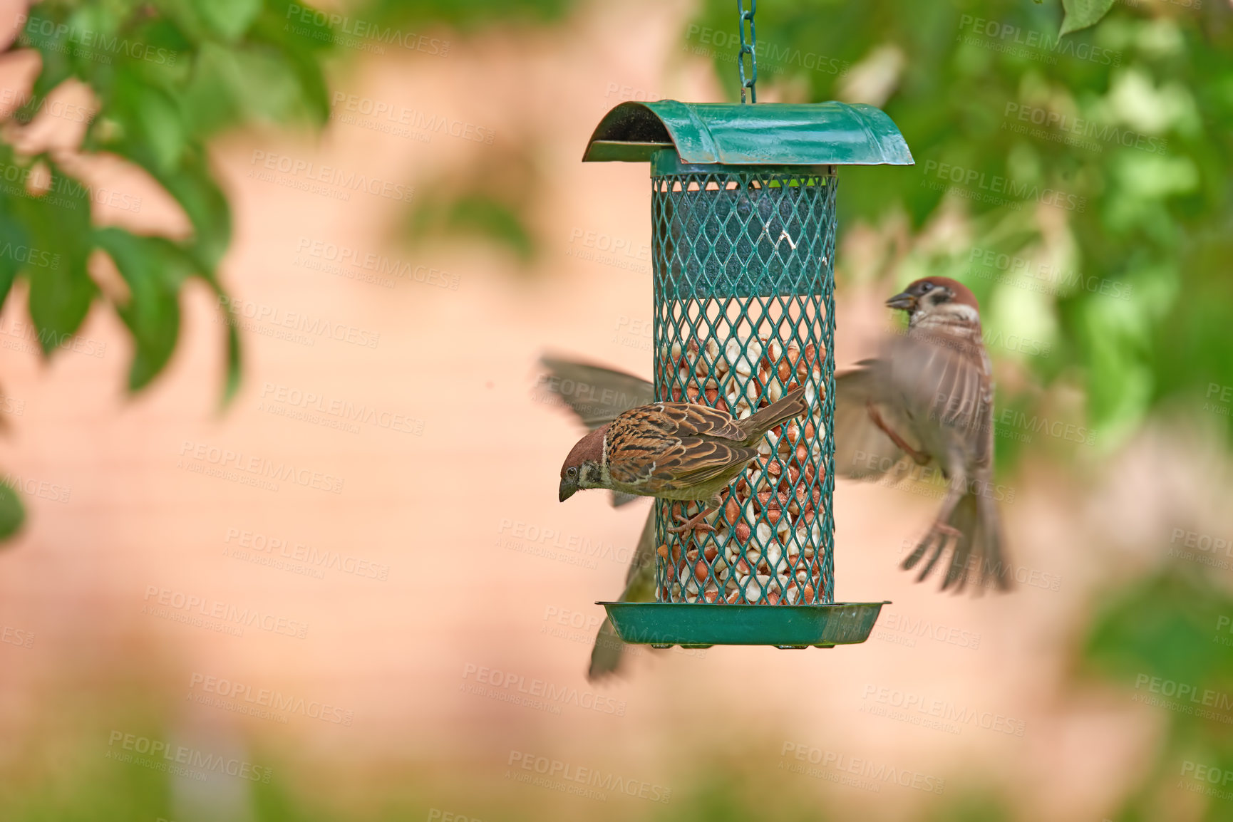 Buy stock photo Closeup of group of sparrows eating seeds from bird feeder in garden at home. Zoomed in on three birds picking food and snacks from a metal container hanging from a tree in the backyard