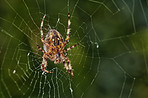 The Walnut Orb-weaver Spider 