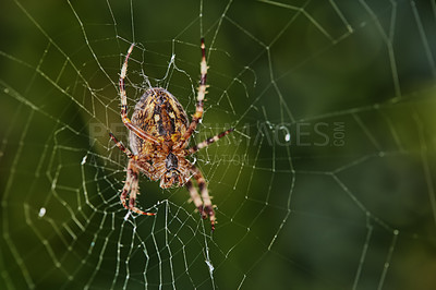 Buy stock photo Closeup of a spider in a web against blurred green background. An eight legged Walnut orb weaver spider making a cobweb in nature surrounded by trees. Specimen of the species Nuctenea umbratica