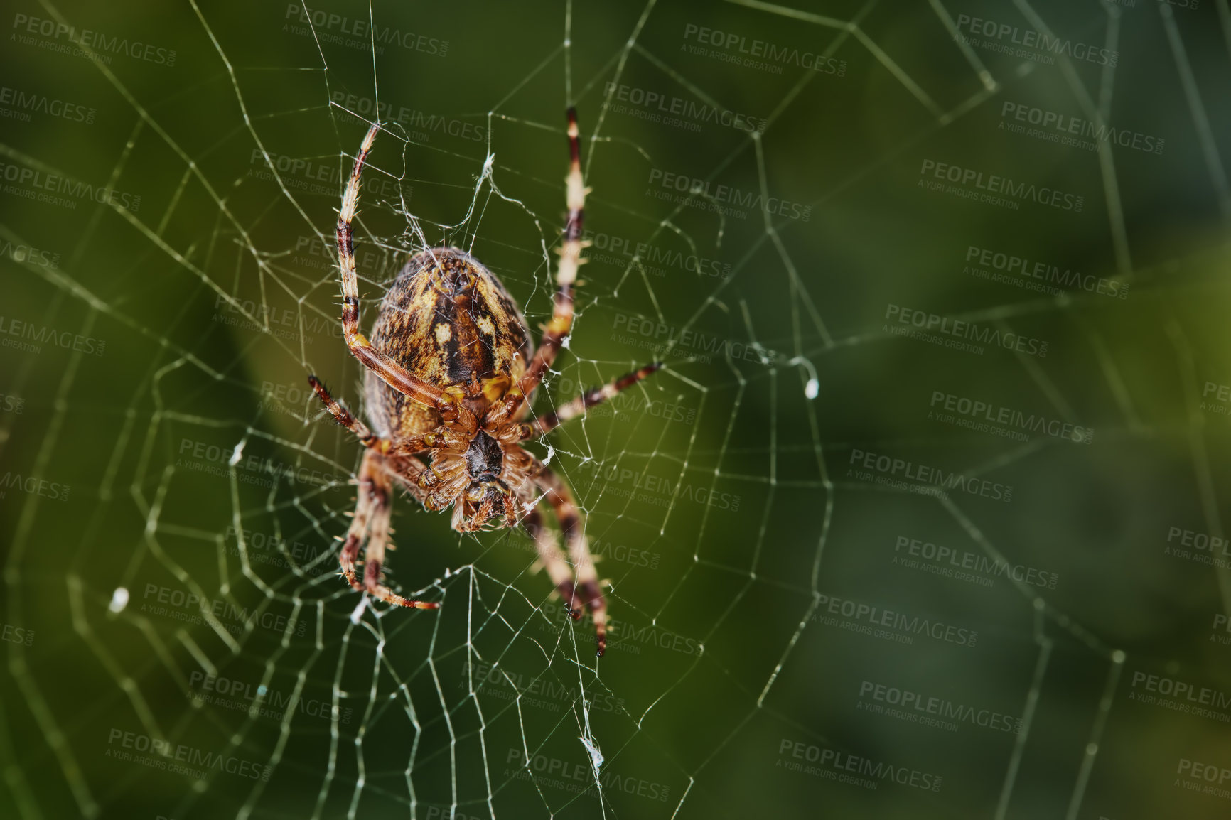 Buy stock photo Closeup of a spider in a web against blurred green background. An eight legged Walnut orb weaver spider making a cobweb in nature surrounded by trees. Specimen of the species Nuctenea umbratica