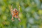 The Walnut Orb-weaver Spider 