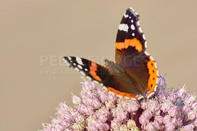 Buy stock photo Closeup of a Red Admiral butterfly pollinating a flowing in summer. Beautiful colorful insect living in nature landing on a flower during a sunny day