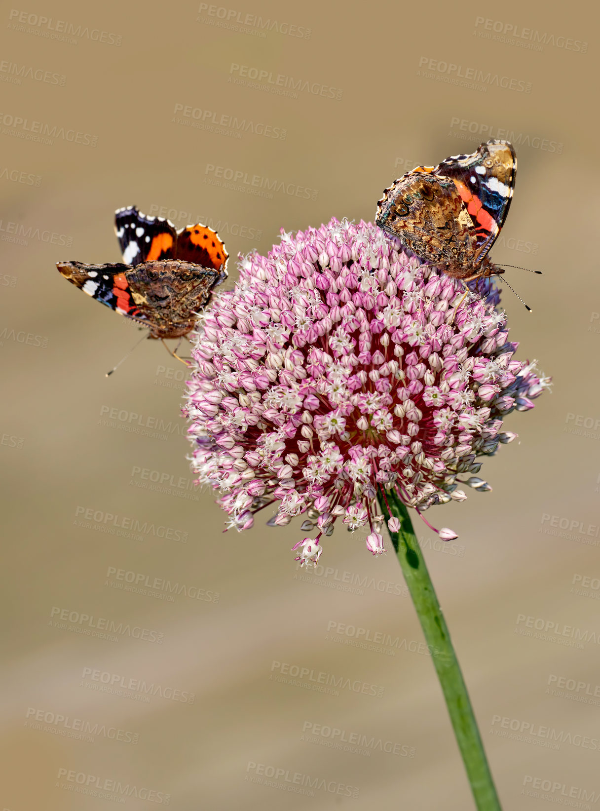 Buy stock photo The Red Admiral or Vanessa atalanta butterfly pollinating a flower. Closeup of two butterflies sitting on a plant outside in a garden. Colorful and bright insect during summer feeding on a flower. 