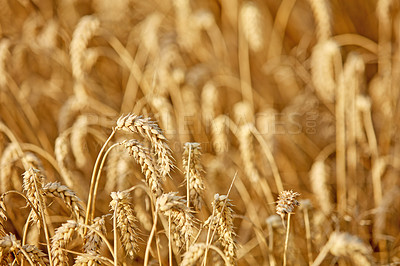 Buy stock photo Closeup view of wheat growing in the countryside farm for harvest during the day. Vibrant golden stalks of grain with copyspace in a sustainable farm in summer. Ripe produce blooming in spring