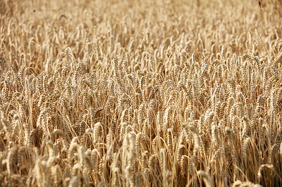 Buy stock photo Closeup view of group of ears of wheat growing in countryside farm for harvest during the day. Zoomed in on vibrant golden stalks of grain with copyspace and a blue sky in a sustainable farm in summer 