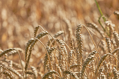 Buy stock photo Closeup on of ears of wheat growing in countryside farm for harvest during the day. Zoomed in on vibrant golden stalks of grain with copyspace on a sustainable farm in summer. A group of wheat stalks
