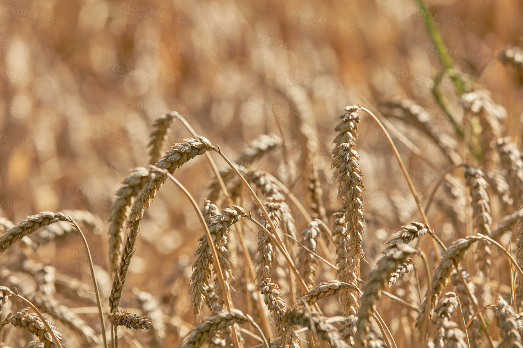 Buy stock photo Closeup on of ears of wheat growing in countryside farm for harvest during the day. Zoomed in on vibrant golden stalks of grain with copyspace on a sustainable farm in summer. A group of wheat stalks