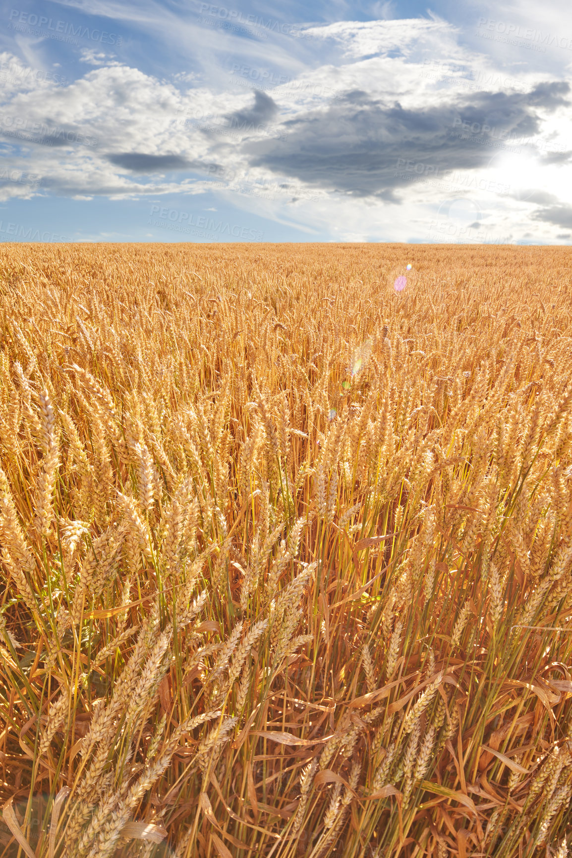 Buy stock photo Closeup of ears of wheat growing in countryside farm for harvest during day. Scenic landscape of vibrant golden stalks of ripe grain cultivated on a sustainable field. Agricultural land with produce