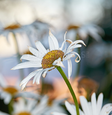 Buy stock photo Closeup of white daisy in field of flowers outside during autumn. Zoomed in on deteriorating flower plant in the backyard garden in fall. Small beautiful little elegant wild Marguerite flower 