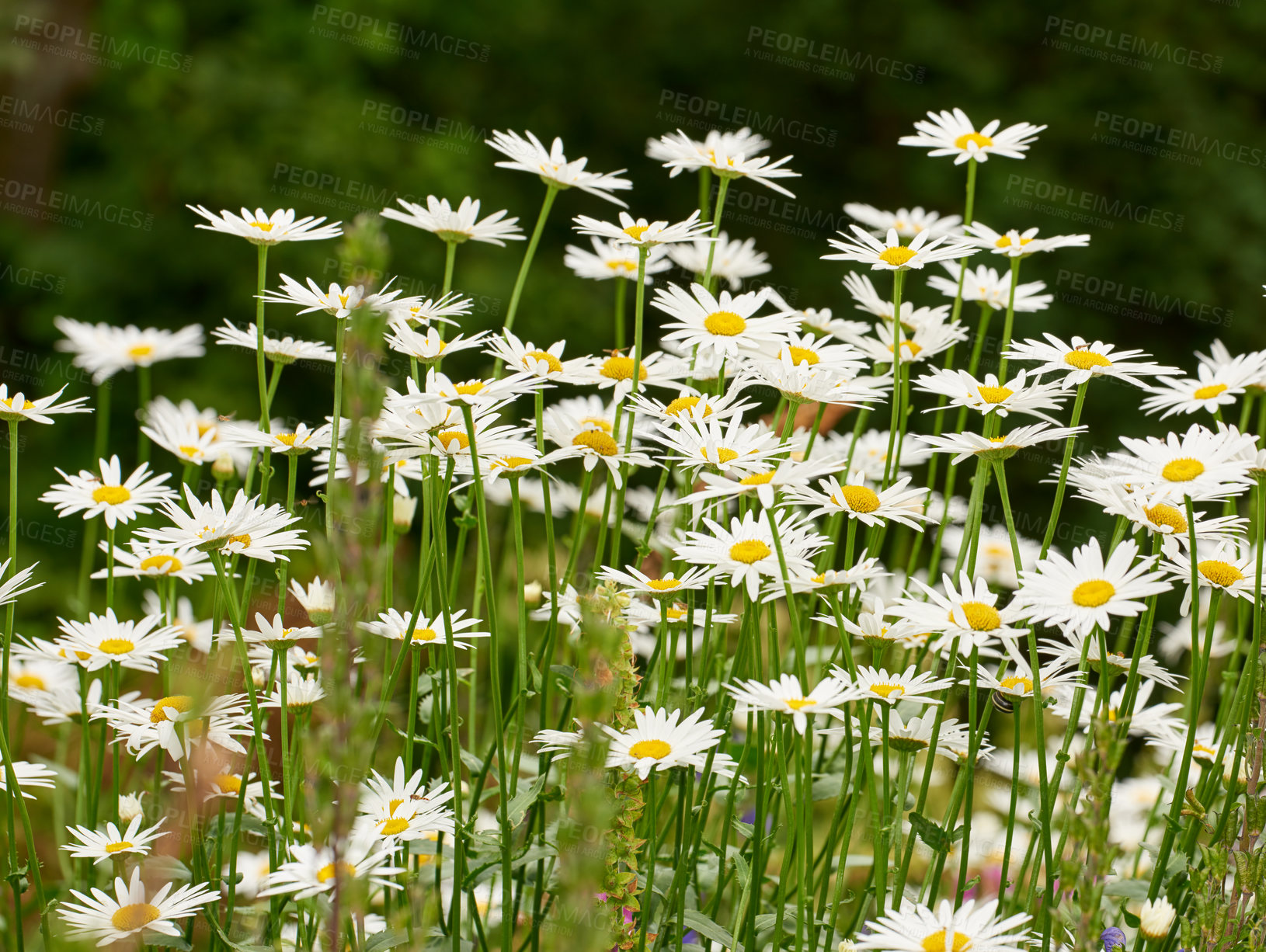 Buy stock photo A group of daisies or marguerite blooming in a park at sunset. White flowers with yellow pistils in field outside during summer day. Blossoming plants growing in the garden or backyard in spring