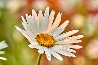 Buy stock photo Closeup of pretty white daisy in a field of flowers outside during summer day. Blossoming plant growing in the garden and backyard in spring. Small beautiful little wild Marguerite flower