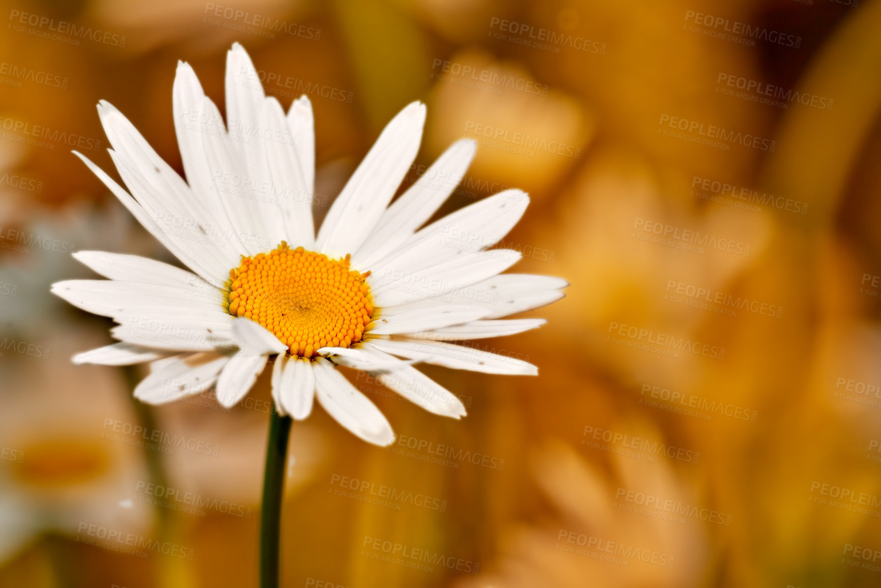 Buy stock photo Closeup of a pretty white daisy in a field of flowers outside during summer day. Blossoming plant growing in the garden and backyard in spring. Small beautiful little wild Marguerite flower