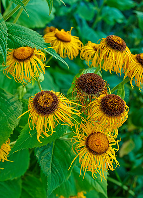 Buy stock photo Flower, sunflower and dry in nature outdoor with wilted petals for dehydration, heat environment and nutrition crisis. Plant, elecampane and texture for sustainability, pollination problem and herbal