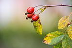 Autumn garden