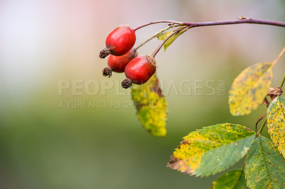 Buy stock photo Rosehip, fruit and berry in nature outdoor for health benefits, vitamin c and antioxidant with flower growth. Rose plant, wild harvest and medicine product for nutrition snack, sustainable or culture