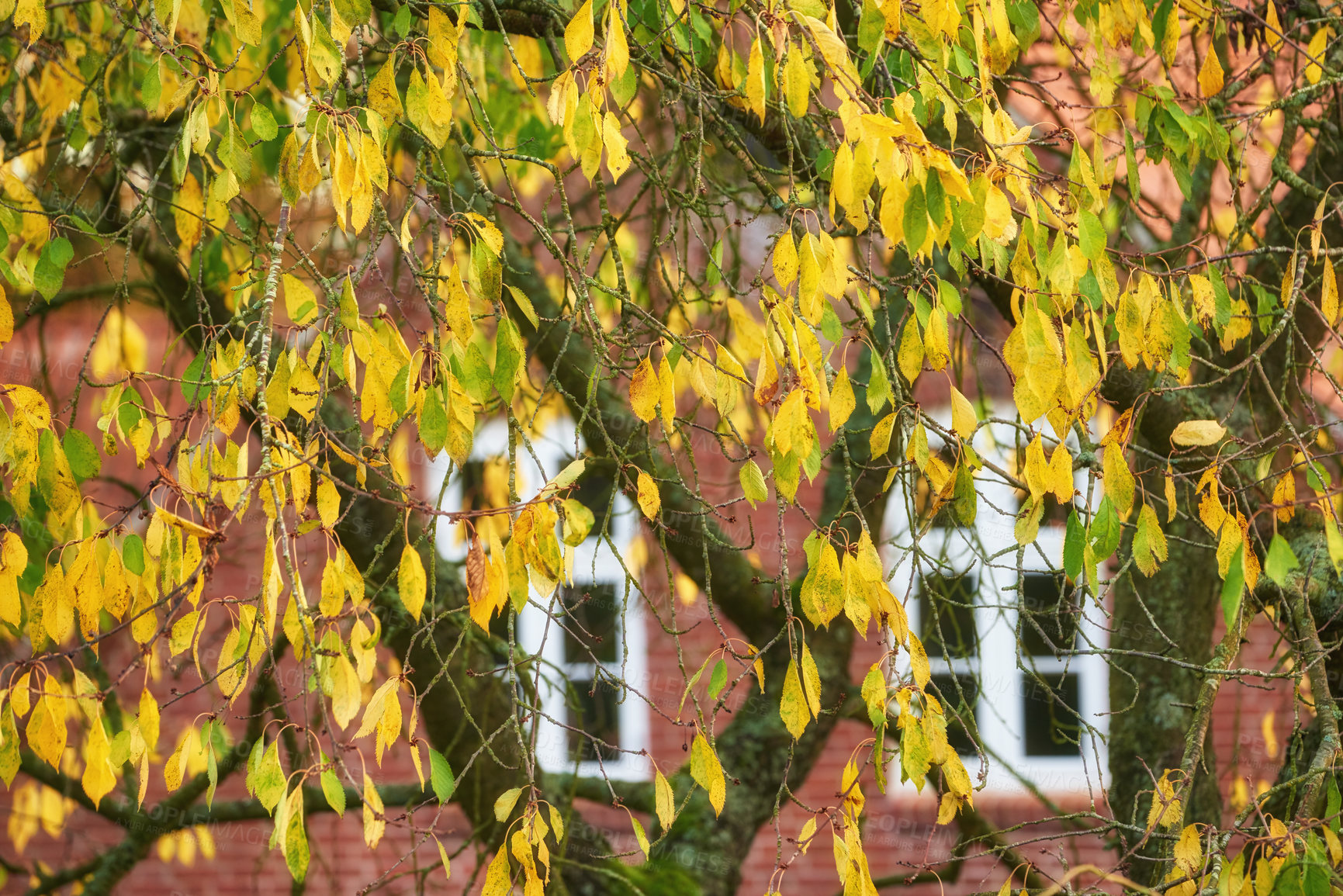 Buy stock photo The garden in autumn