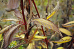 Autumn garden