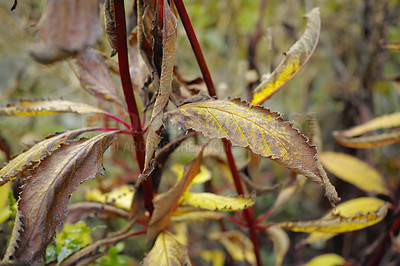 Buy stock photo Plant, leaves and dry in nature outdoor with wilted petals for dehydration, heat environment and nutrition crisis. Trees, photosynthesis and texture for sustainability, damage risk and autumn season