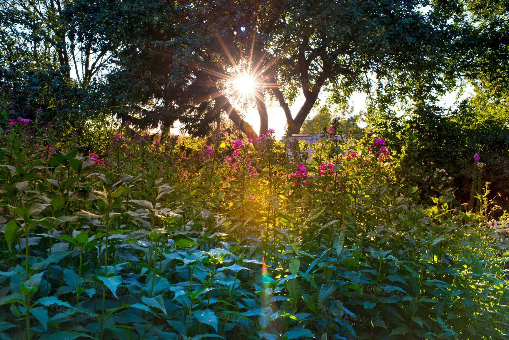 Buy stock photo Outdoor, forest and growth of flowers, nature and fresh air for plants, color and environment in spring. Leaves, beautiful and bloom for sustainability, green and floral for eco friendly and peace