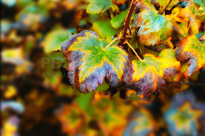 Buy stock photo The garden in autumn