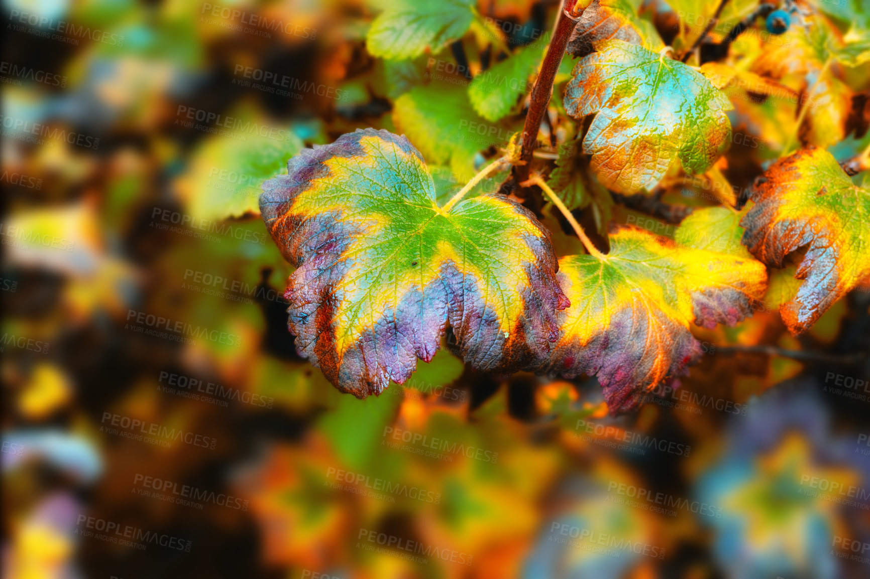 Buy stock photo The garden in autumn