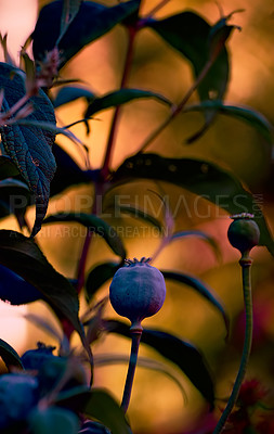 Buy stock photo The garden in autumn