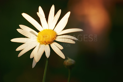 Buy stock photo The garden in autumn