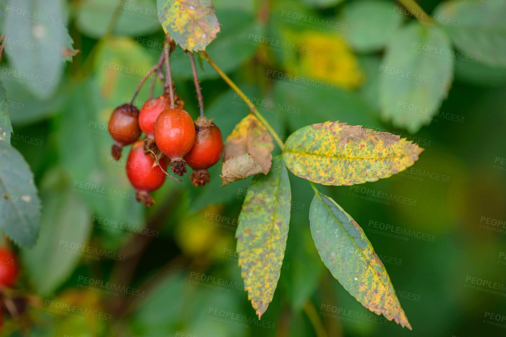 Buy stock photo Outdoor, garden and growth of leaves, cherry and fresh air for plants, color and environment in spring. Forest, beautiful and bloom for sustainability, green and eco friendly in nature and peace
