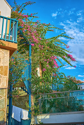 Buy stock photo Flowers on a balcony at a modern home in the city of Bodrum, Turkey. Beautiful green and pink bushes or plants decorating a terrace of a house on a cloudy summer day. Low angle view of balcony garden