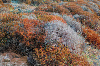 Buy stock photo Wilderness, nature and plants with shrub, landscape or environment for summer holiday. Bush, travel and outdoor in Bodrum for Mediterranean travel, turkey countryside and sustainable land for scenery