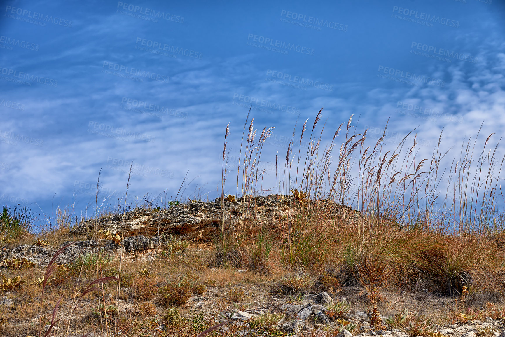 Buy stock photo Dry, bush and travel to outdoor nature on vacation, tourism and ecosystem landscape by blue sky. Plants, sustainable environment and holiday destination for peace, wind and leaves for calm in Turkey