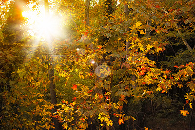 Buy stock photo Autumn, landscape and trees in countryside, woods or forest for texture in nature, harmony or calm. Holiday, trip and travel for vacation as wallpaper, background or lens flare on adventure in Canada