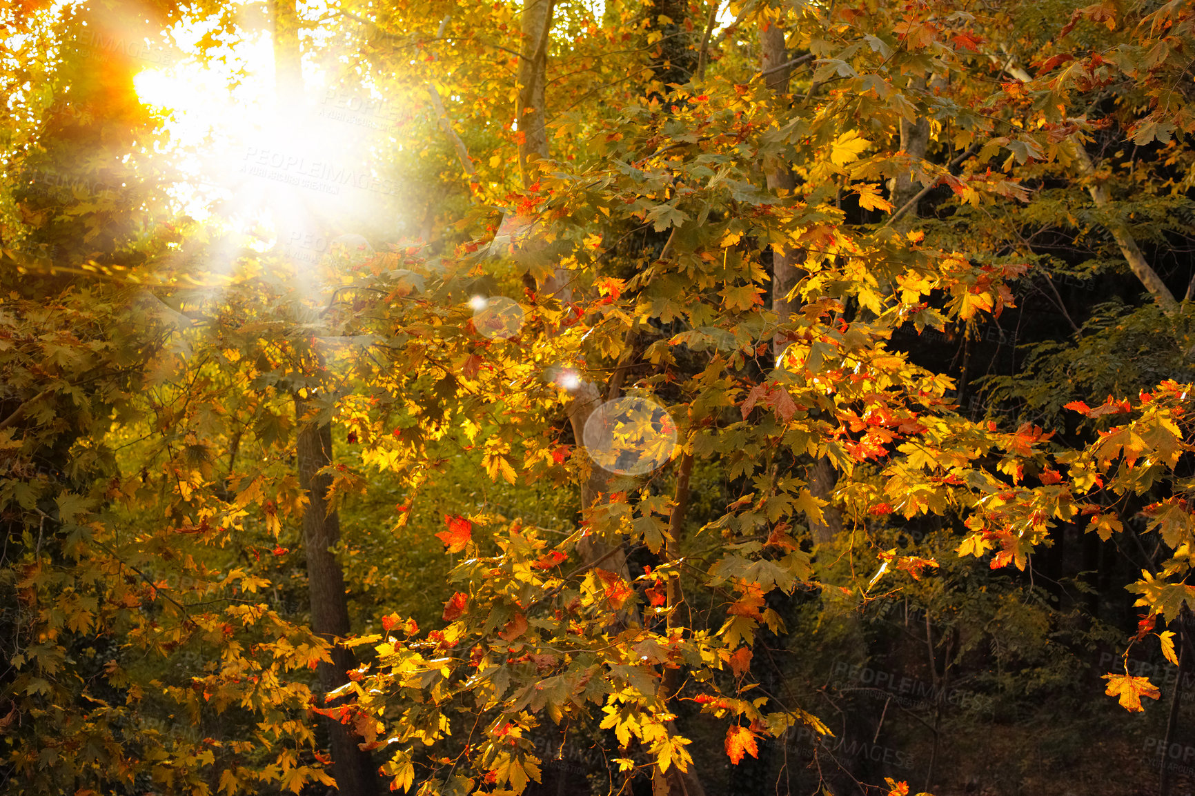 Buy stock photo Autumn, landscape and trees in countryside, woods or forest for texture in nature, harmony or calm. Holiday, trip and travel for vacation as wallpaper, background or lens flare on adventure in Canada