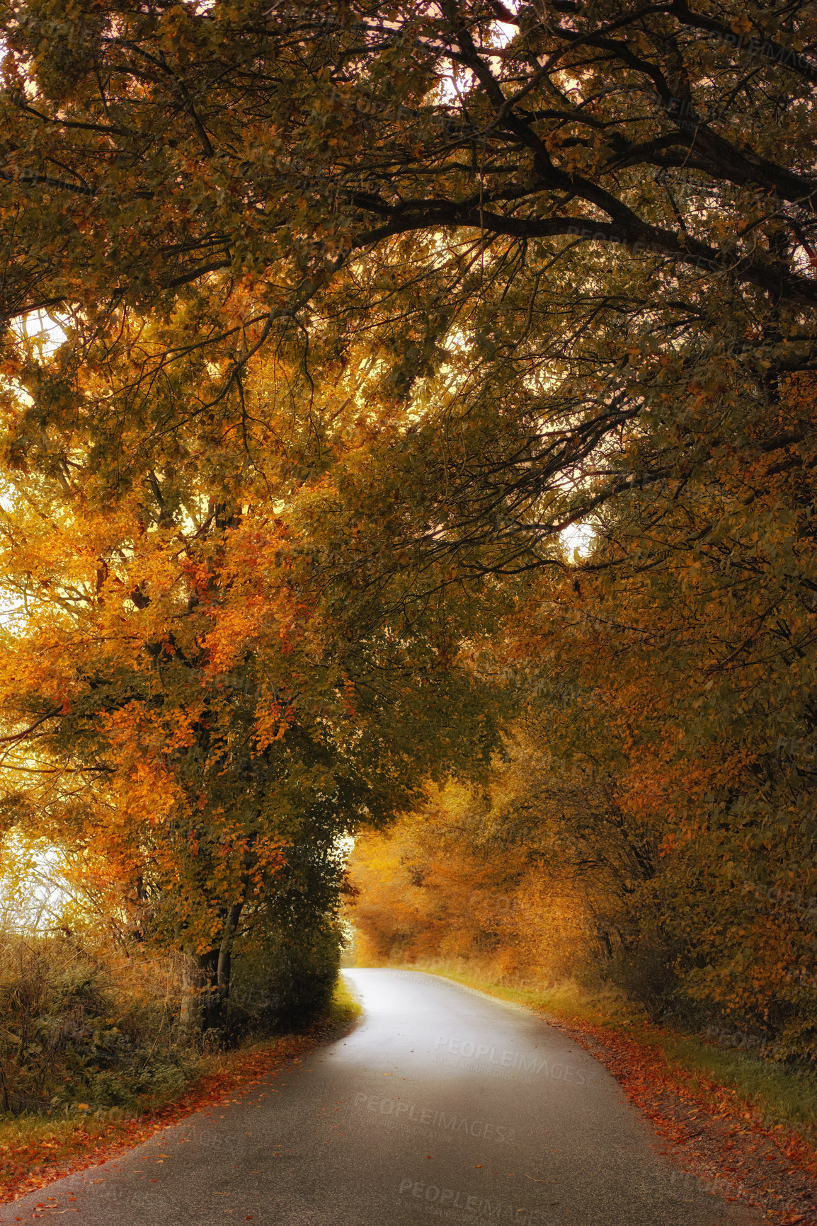 Buy stock photo Fall, road and tree canopy in countryside, landscape or forest for textures in nature, harmony or calm. Holiday, trip and travel for vacation as wallpaper, background or woods for adventure in Canada