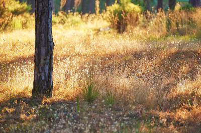 Buy stock photo Tree, golden grass and field with sunshine for natural growth, rural or eco friendly environment in countryside. Empty, nature and wood with plants, agriculture or stem of small flowers on land