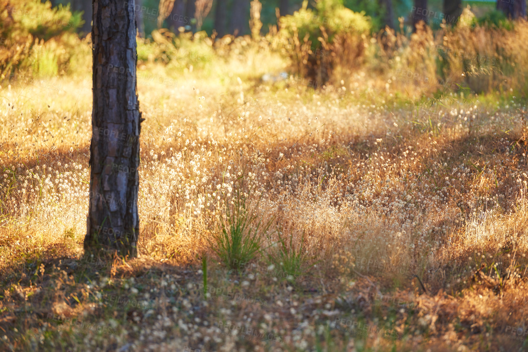 Buy stock photo Tree, golden grass and field with sunshine for natural growth, rural or eco friendly environment in countryside. Empty, nature and wood with plants, agriculture or stem of small flowers on land