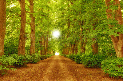 Buy stock photo The beauty of autumn - tree avenue