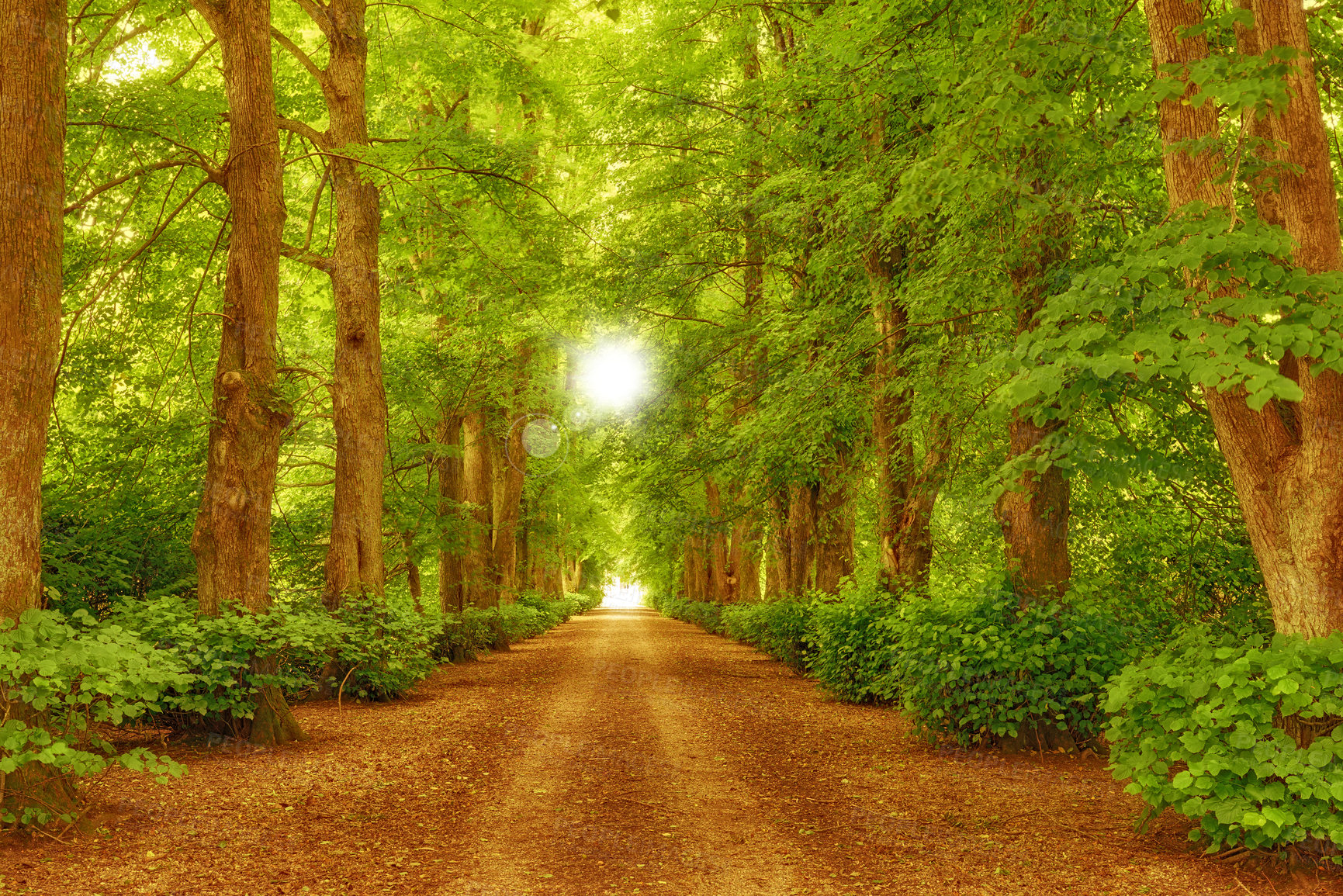 Buy stock photo The beauty of autumn - tree avenue