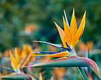 Bird of Paradise