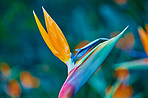 Bird of Paradise