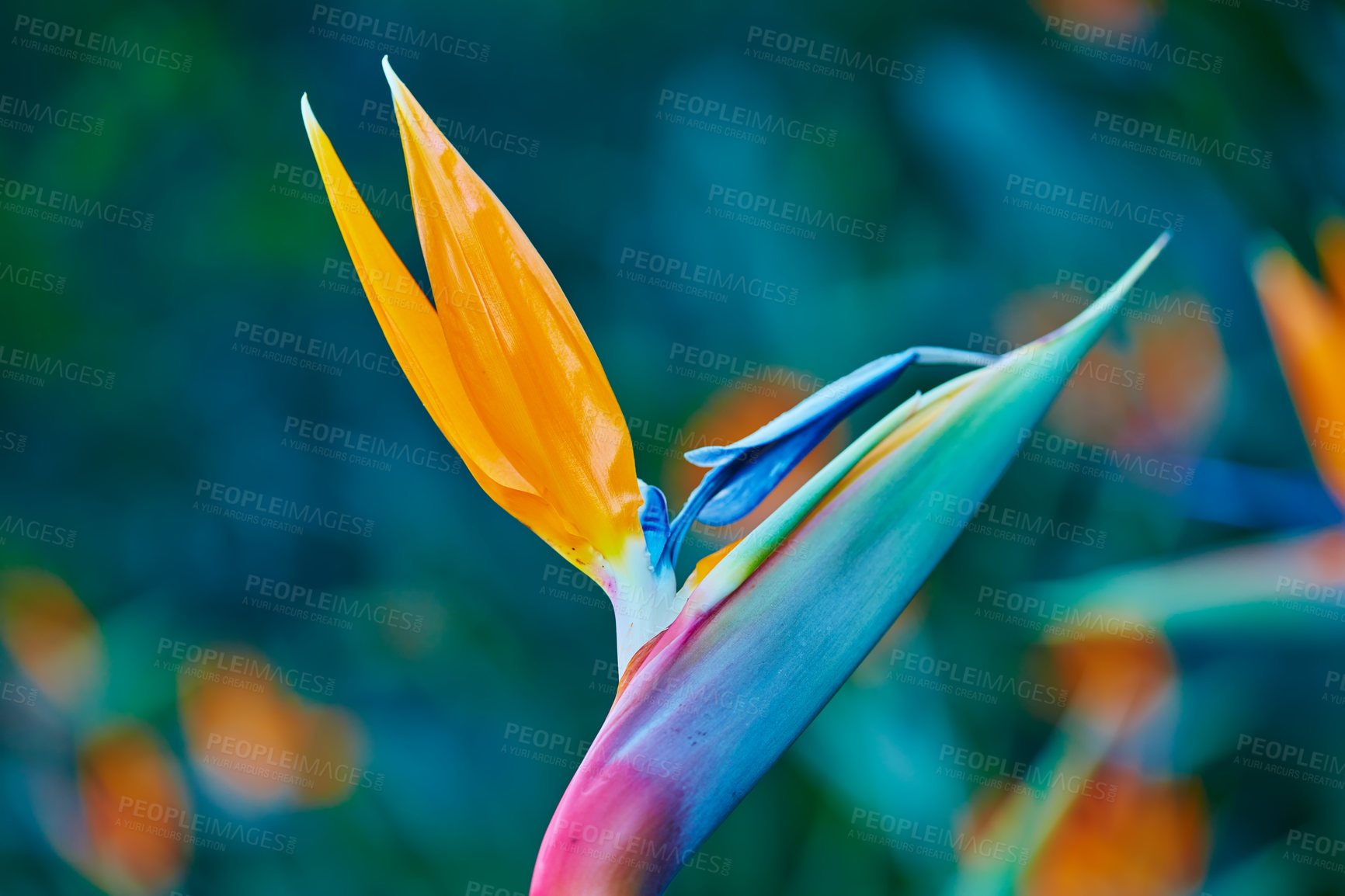 Buy stock photo Crane flower, nature and closeup at garden for ecology in tropical environment in summer. Bird of paradise, plant and leaf outdoor for botany, sustainable growth and eco friendly with floral color