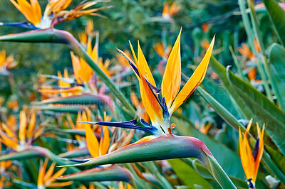 Buy stock photo Photo of the beautiful Bird of Paradise