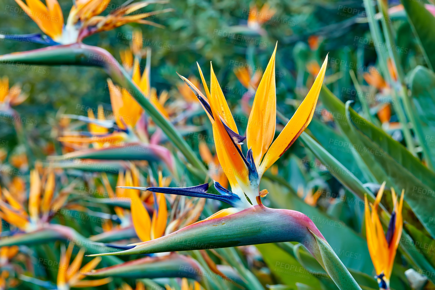 Buy stock photo Photo of the beautiful Bird of Paradise