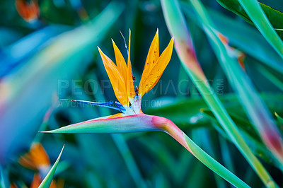 Buy stock photo Photo of the beautiful Bird of Paradise