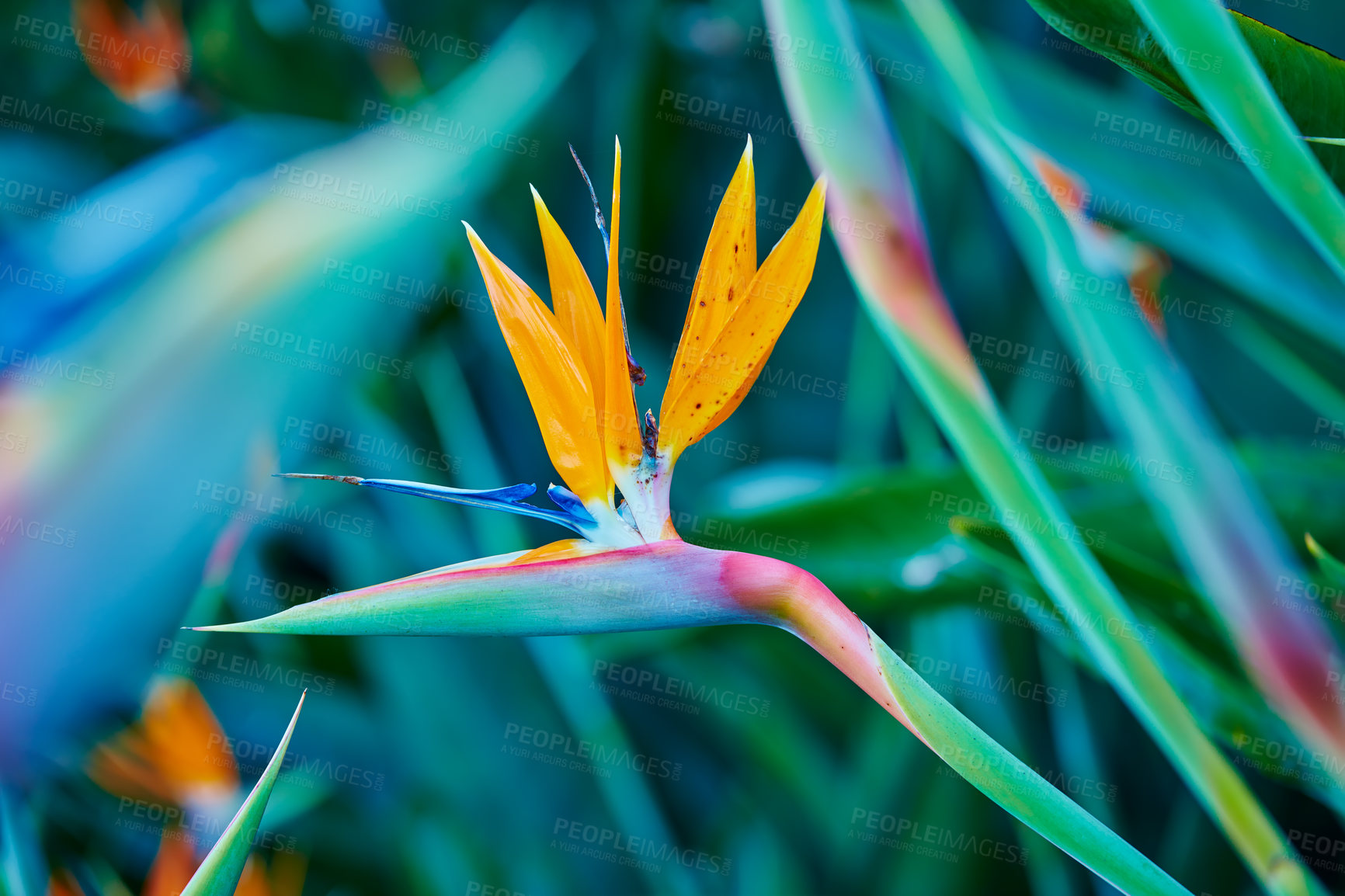 Buy stock photo Photo of the beautiful Bird of Paradise