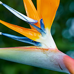 Bird of Paradise