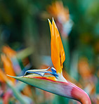 Bird of Paradise