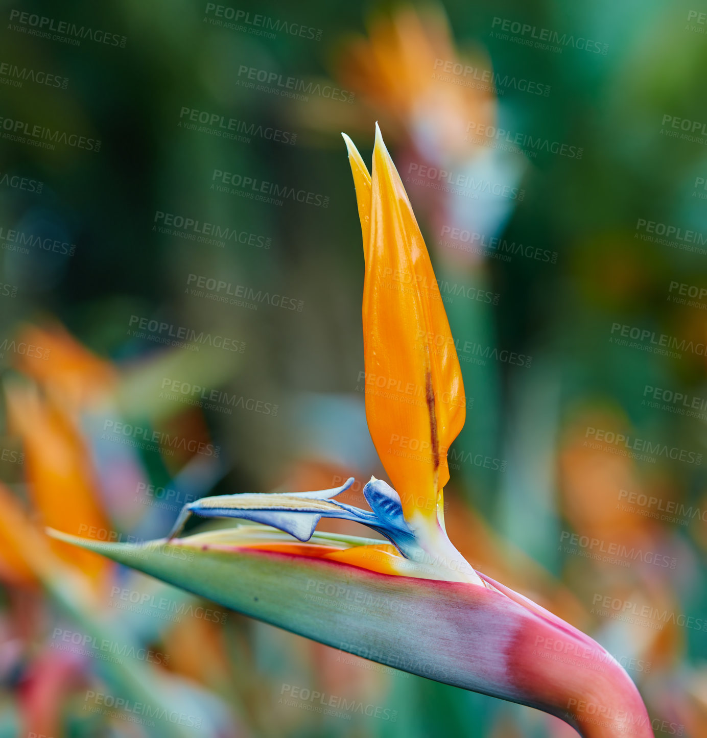 Buy stock photo Bird of paradise, flower and outdoor in garden, nature or ecology in tropical environment in summer. Plant, crane and leaf closeup for botany, sustainable or eco friendly with natural floral color