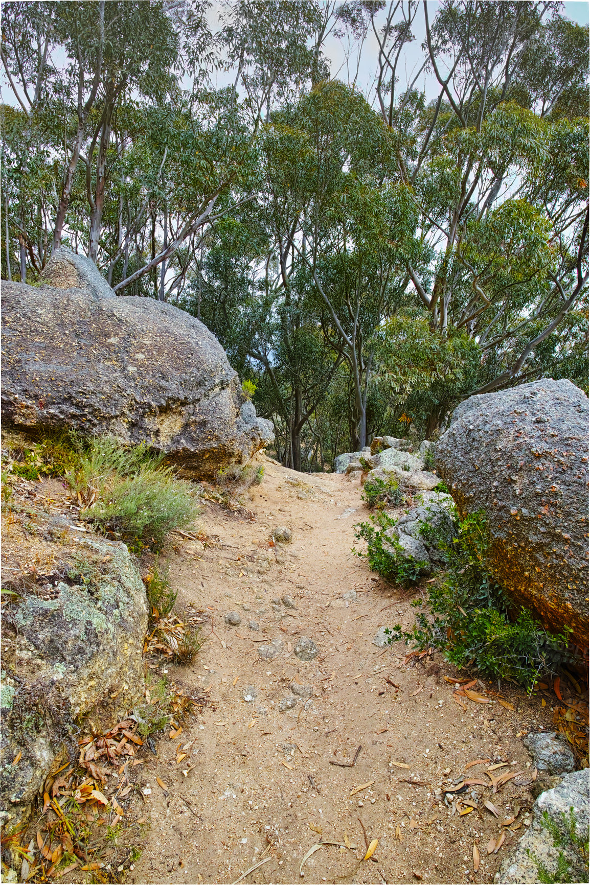 Buy stock photo Forest, trees and environment with path in nature for eco friendly, sustainability and adventure. Outdoor, woods and ground with sand foliage at countryside for ecosystem, ecology or hiking in Europe