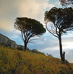 Nature - Cape Town area